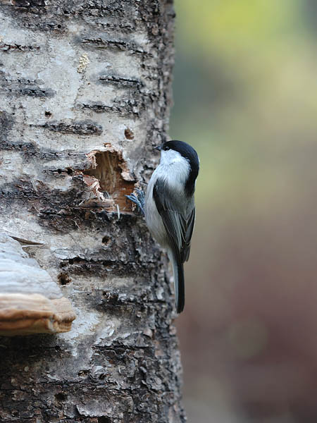 Hömötiainen, Willow Tit, Poecile montanus